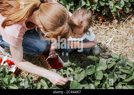 Mother and daughter picking strawberries on field Stock Photo