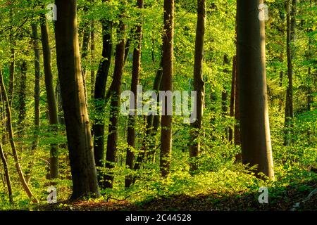 Germany, Bavaria, Vibrant green beech forest in spring Stock Photo