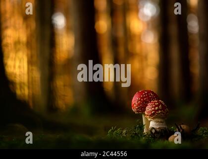Close-up of two fly agarics (Amanita muscaria) growing in forest