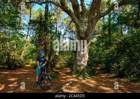 France, Nouvelle-Aquitaine, Departement Landes, Arrondissement Dax, Moliets-et-Maa, Way of St. James, Man on mountain bike looking at cork oak Stock Photo