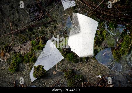 broken glass on ground in nature, grass and part of branches around close up Stock Photo