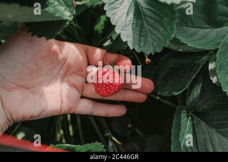 Close-up of cropped hand holding strawberry at yard