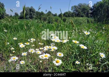 daisies on the outskirts of the meadow. Stock Photo