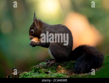 Portrait of dark brown squirrel feeding on nut Stock Photo