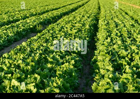 Lettuce field in Upperaustria, Austria Stock Photo