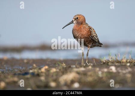 The image of Curlew sandpiper (Calidris ferruginea) near Pune, Maharshtra, India, Asia Stock Photo