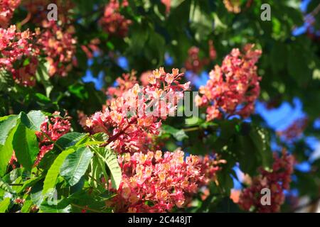 Germany, Blossoming chestnut tree branches in spring Stock Photo
