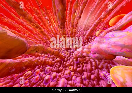 3D rendered illustration, visualization of human intestinal villi and metabolism on microscopic level