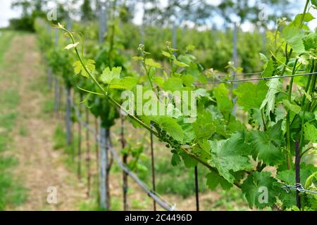 Rootstock with young Grüner Veltiner grapevine and leaves (Vitis vinifera), Weinviertel, Austria Stock Photo