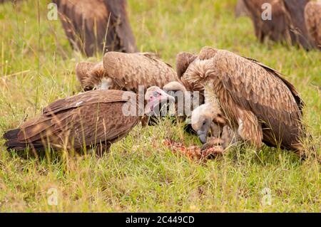 Hooded vulture, Necrosyrtes monachus, and African white-backed vultures, Gyps africanus, feeding a dead animal. Masai Mara National Reserve. Kenya. Stock Photo