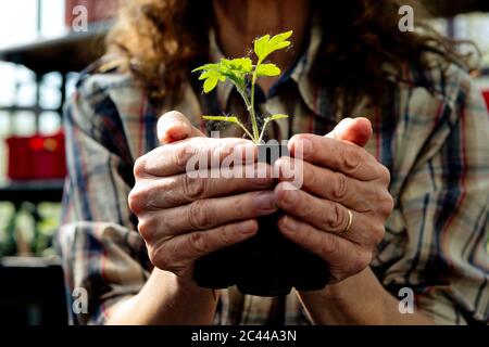 Midsection of female farmer holding organic plant at greenhouse Stock Photo