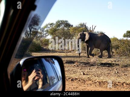 Woman reflecting on side-view mirror of car while taking pictures of elephant at Bwabwata National Park, Namibia Stock Photo