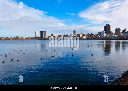 USA, New York, New York City, Flock of ducks swimming in Central Park at winter dawn Stock Photo