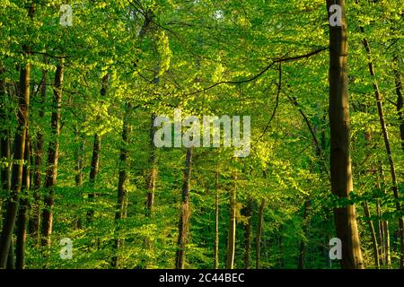 Germany, Bavaria, Vibrant green beech forest in spring Stock Photo