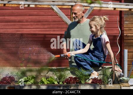Grandfather and granddaughter watering lettuce in allotment garden Stock Photo