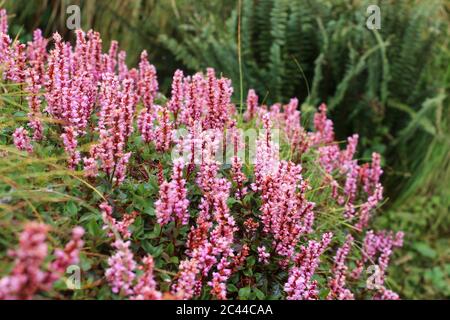 a beautiful group of Himalayan bistorta flower or knotweed (bistorta affinis). Stock Photo