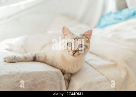 Spain, Portrait of white cat lying on bed Stock Photo
