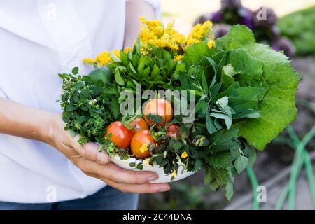 Woman holding bowl of harvested wild herbs sorrel, oregano, coltsfoot, herb gerard, nettle, goldenrod and tomatoes