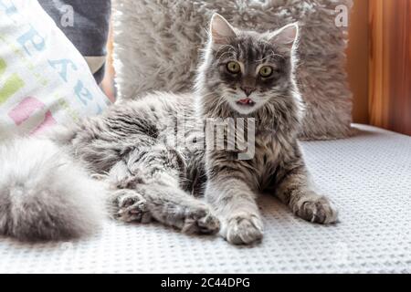 Long haired cat resting on sofa Stock Photo