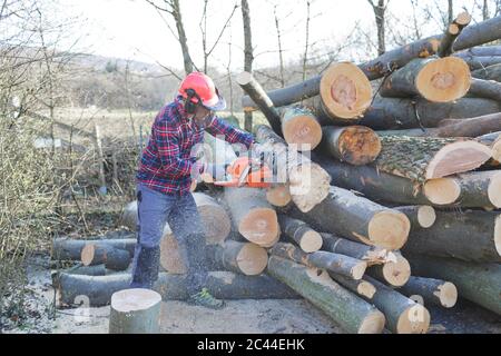 Lumberjack cutting log with chainsaw in forest Stock Photo