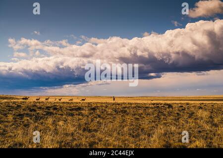 Argentina, Large clouds over guanacos (Lama guanicoe) grazing in vast grassland Stock Photo