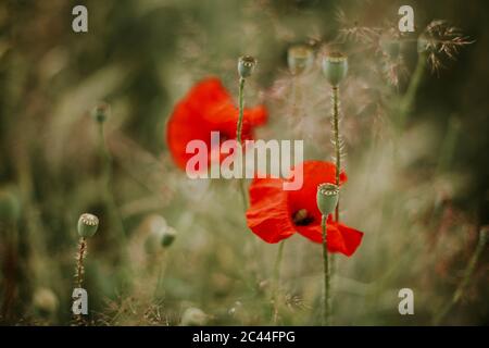 Poppies and poppy seed capsules Stock Photo