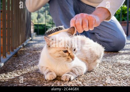 Senior man brushing cat lying on stone floor Stock Photo