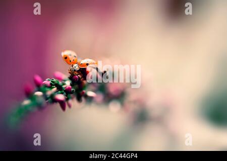 Close-up of ladybug crawling on plant Stock Photo