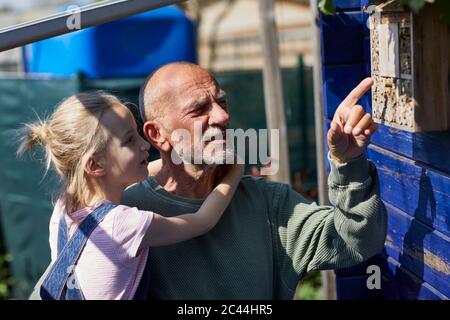 Grandfather and granddaughter inspecting bee hotel in allotment garden Stock Photo