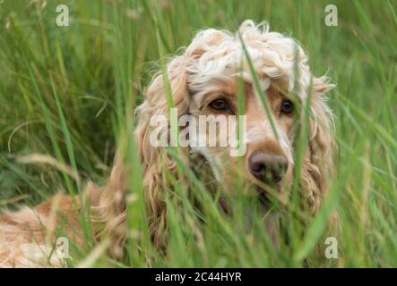 Cocker Spaniel in the long grass. Stock Photo