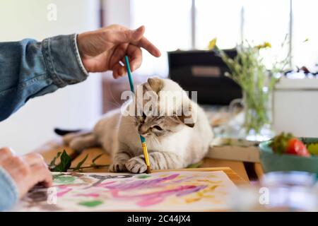 Cute cat holding paintbrush in mouth with senior man at home Stock Photo