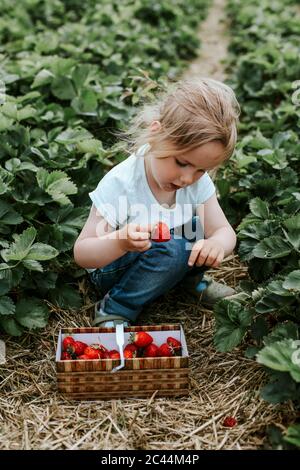 Girl picking ripe strawberries on field Stock Photo