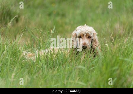 Cocker Spaniel in the long grass. Stock Photo