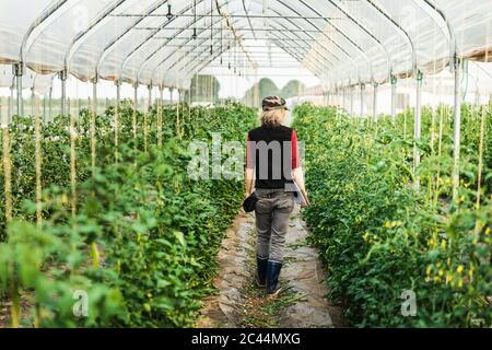 Female farm worker woman checking the growth of organic tomatoes in a greenhouse Stock Photo