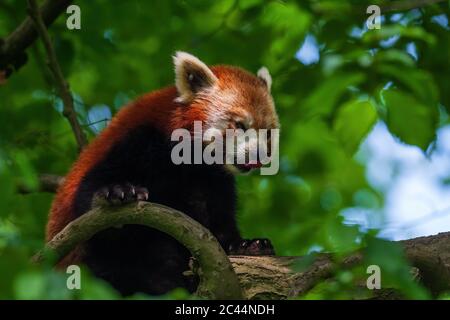 Red Panda - Ailurus fulgens, popular small panda from Asian forests and woodlands, China.