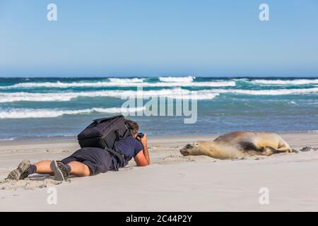New Zealand, Dunedin, Male backpacker photographing New Zealand sea lion (Phocarctos hookeri) resting on Allans beach Stock Photo