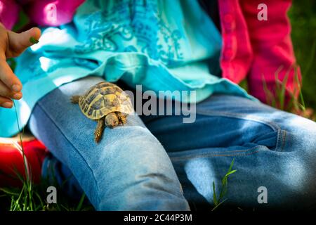 Crop view of girl sitting on a meadow with small tortoise on her thigh Stock Photo