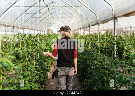 Female farm worker with surgical mask checking the growth of organic tomatoes in a greenhouse Stock Photo