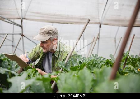 Farmer checking courgette plants, organic farming Stock Photo