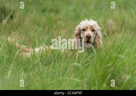 Cocker Spaniel in the long grass. Stock Photo