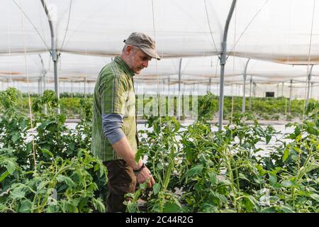 Farmer in the greenhouse with organic cultivation of tomatoes Stock Photo