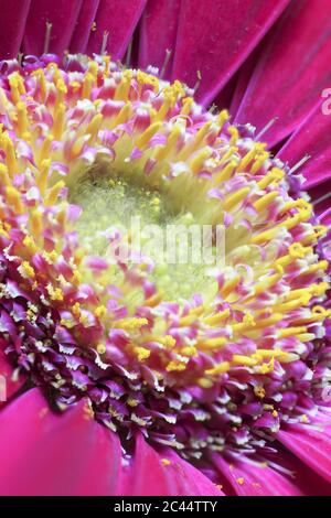 Head of blooming gerbera daisy Stock Photo