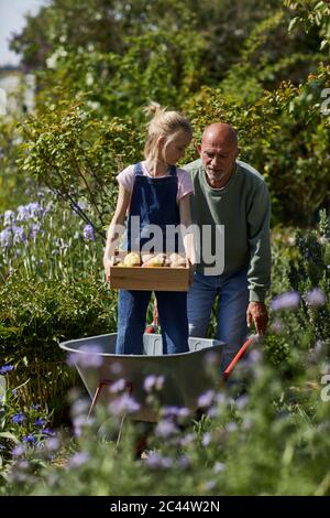 Grandfather with granddaughter in wheelbarrow in allotment garden Stock Photo