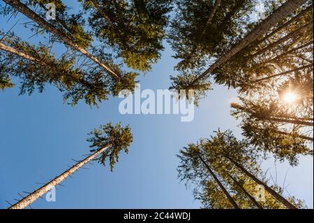 Directly below view of tall trees against clear blue sky on sunny day Stock Photo