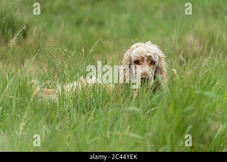 Cocker Spaniel in the long grass. Stock Photo