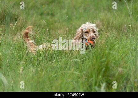 Cocker Spaniel in the long grass. Stock Photo