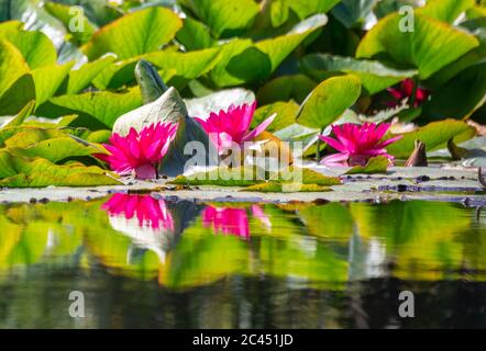 Water lilies reflections at Beaver lake in Stanley park, Vancouver, BC, Canada Stock Photo