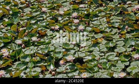 Pond, completely covered with Water Lily and floating green lily pads Stock Photo