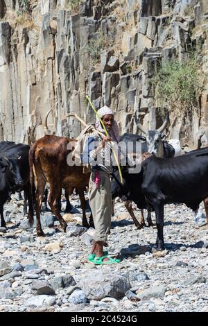 Hamedela, Ethiopia - Nov 2018: Shepherd and Longhorn african cattle drinking from the river, Afar region, Ethiopia Stock Photo