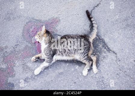 dead cat, lies on an asphalt road, in a pool of blood. View from above Stock Photo